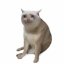 CASHCAT logo